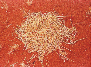 Eintrag Grasschneidertermiten